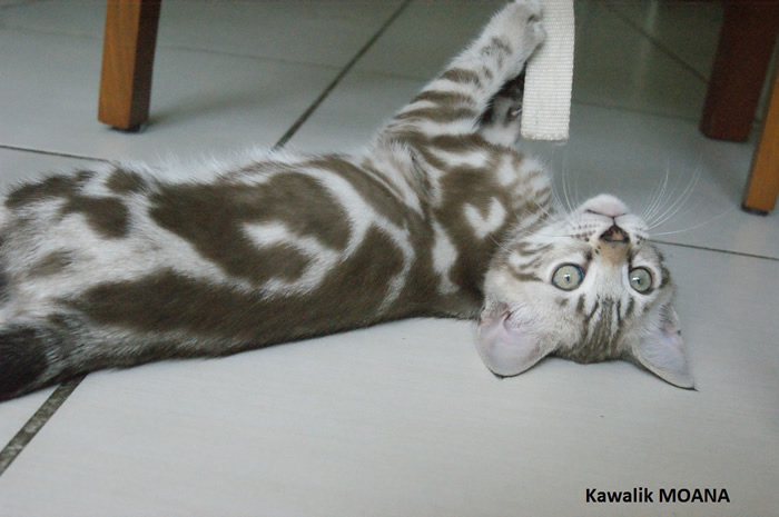 femelle bengal snow marble